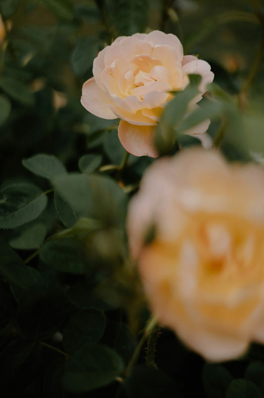 Rose of Nowhere 50ml Perfume Oil Rollerball