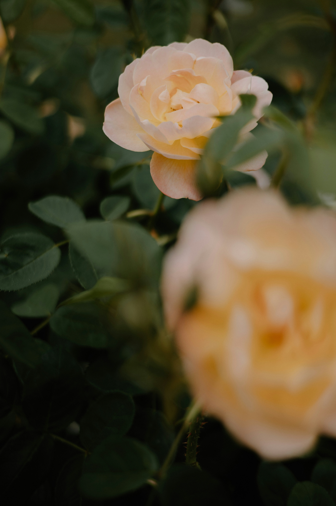 Rose of Nowhere 50ml Perfume Oil Rollerball