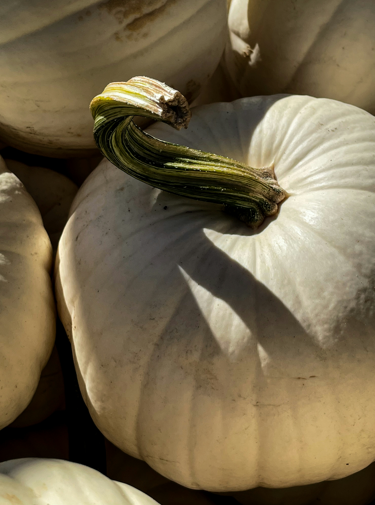 White Pumpkin 15.2 oz Liquid Hand Soap
