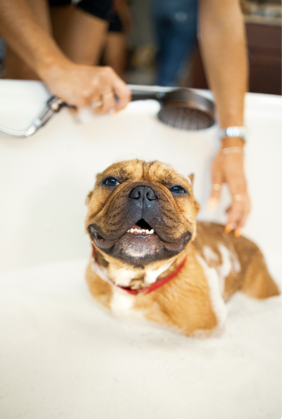 Sand + Paws Pet Shampoo & Conditioner - Lavender & Oatmeal